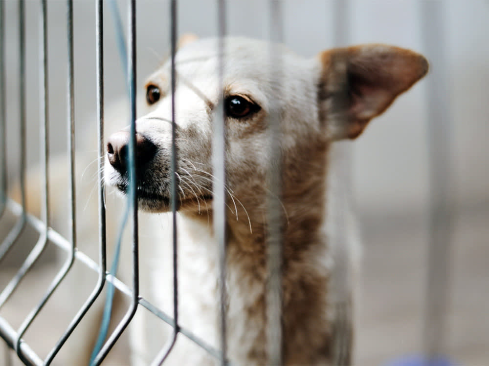 Sad white dog behind bars in a cage.