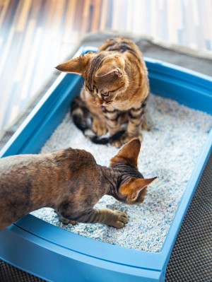 two cats sharing litter box