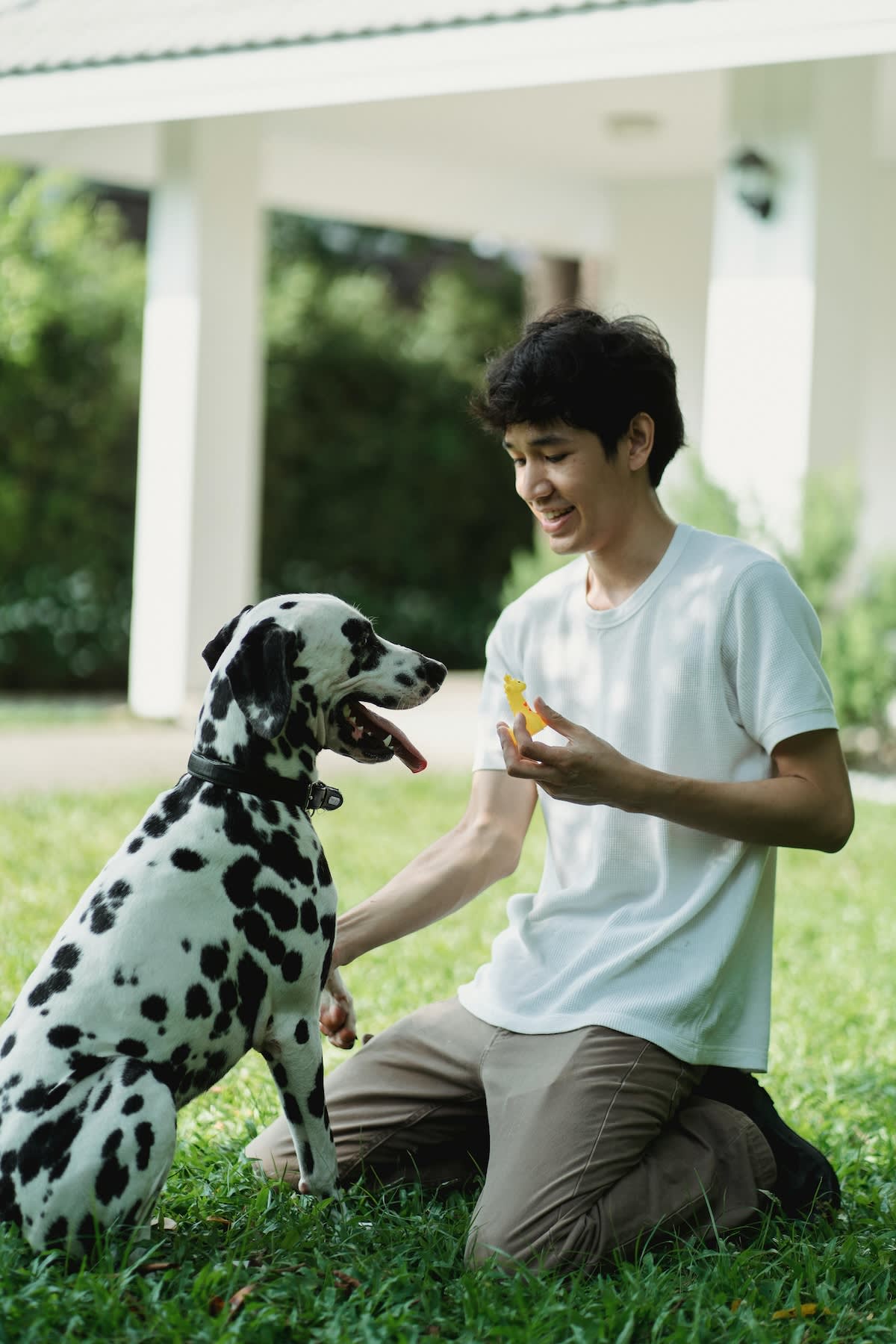 a picture of a boy playing with a dalmatian outside
