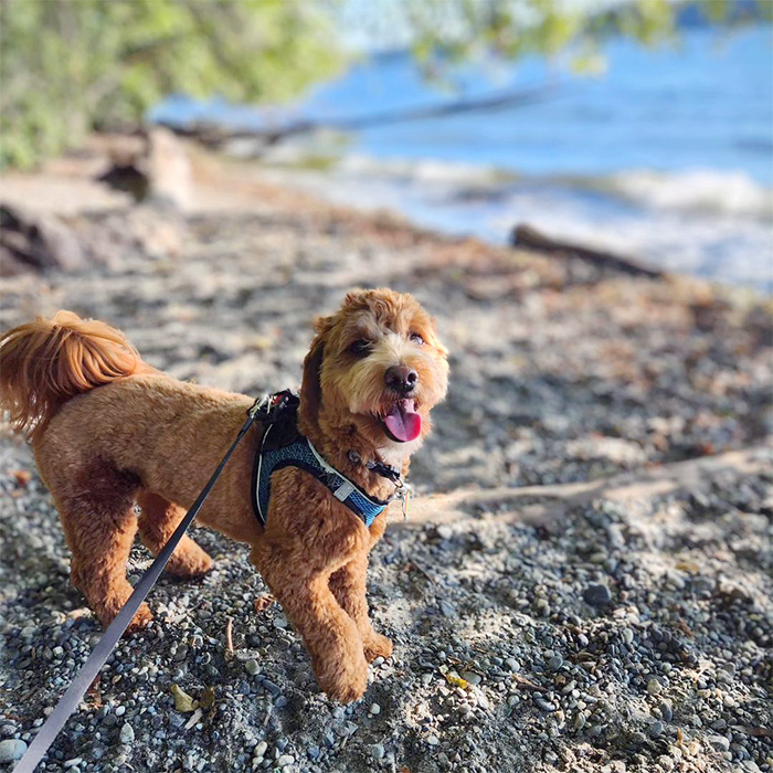 a dog at the beach at Saint Edward's State Park
