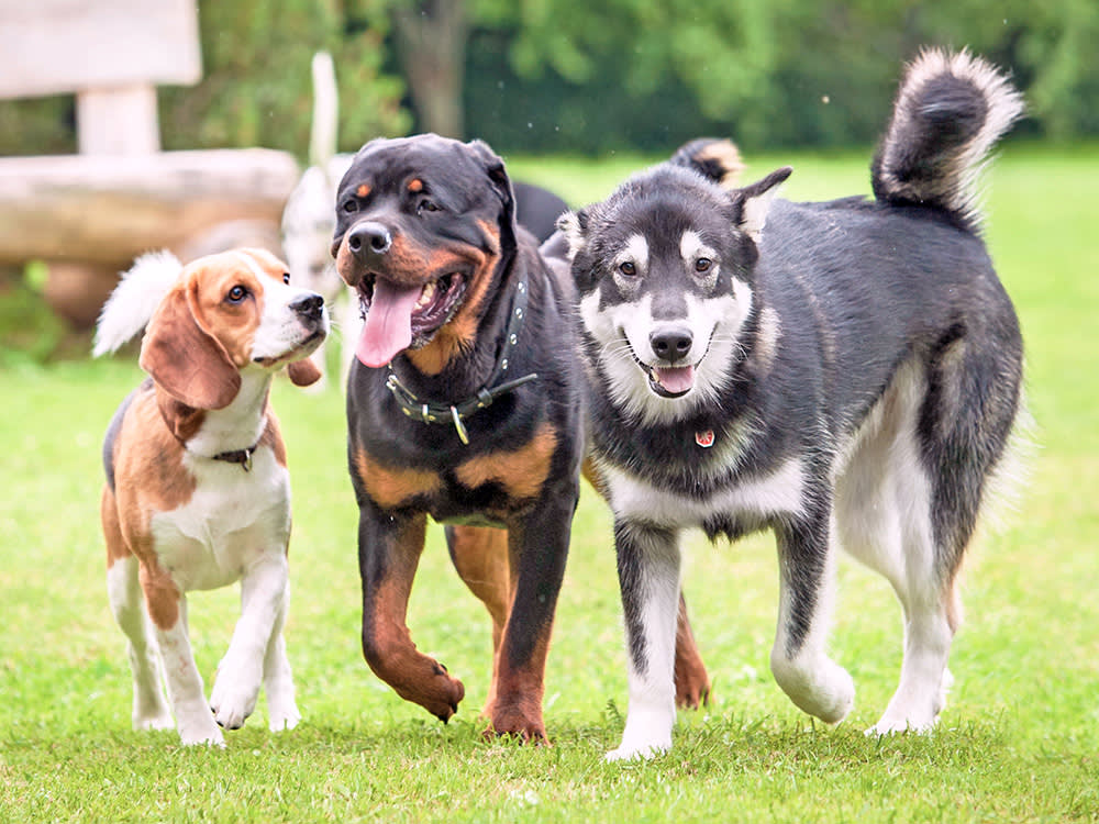 Three different dogs running outside in the grass.