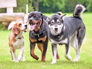 Three different dogs running outside in the grass.