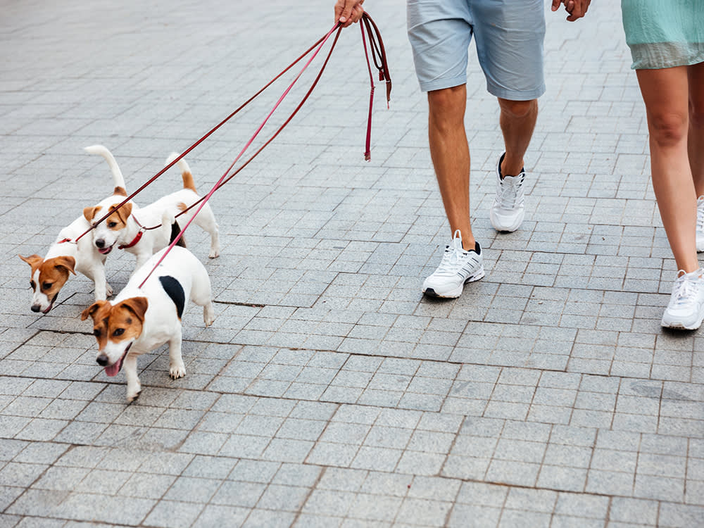 Two pet parents walking three dogs