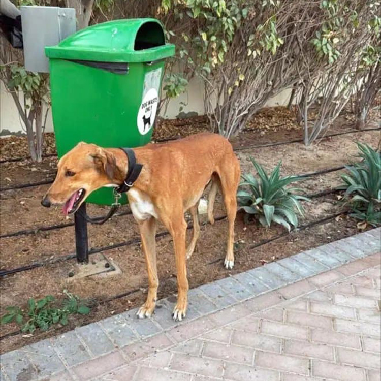 Expats fleeing Dubai abandon their pets in rush to leave war-hit Gulf state.