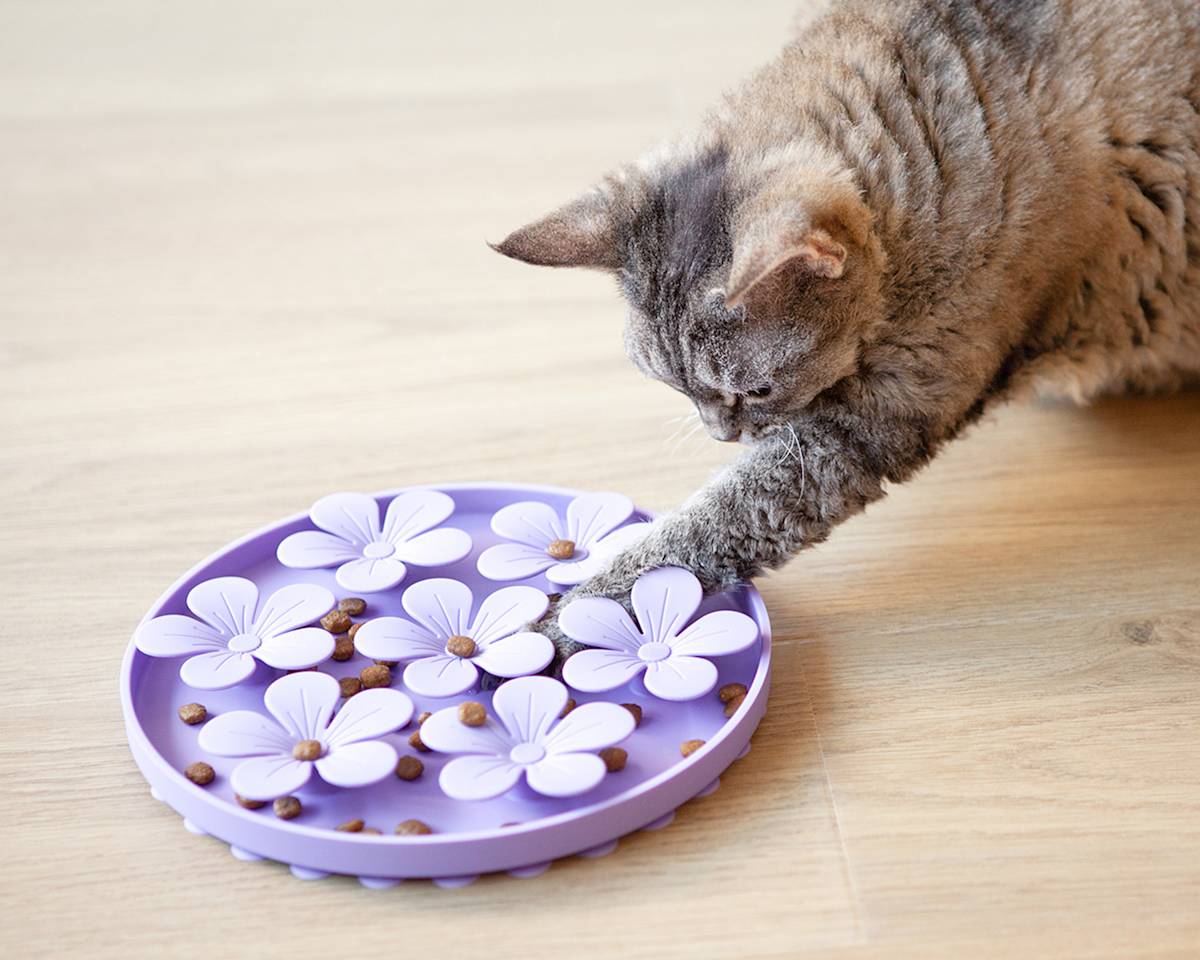 a cat tries to get food out of a purple puzzle feeder