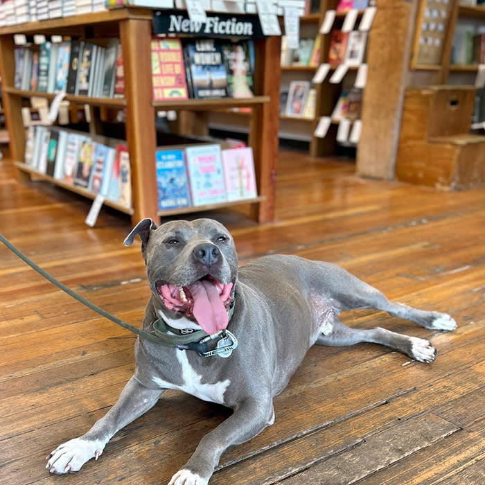 a dog at Elliot Bay Book Company