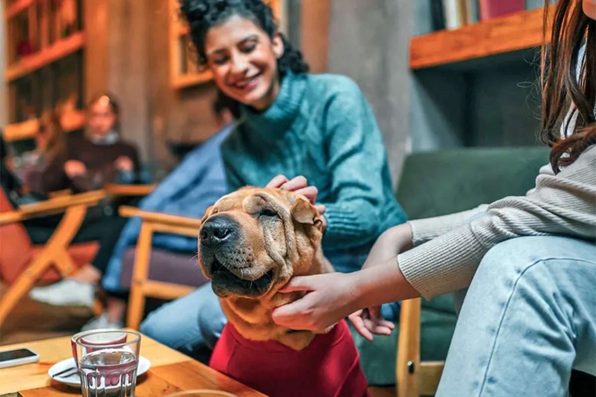 Dog at a restaurant with two people