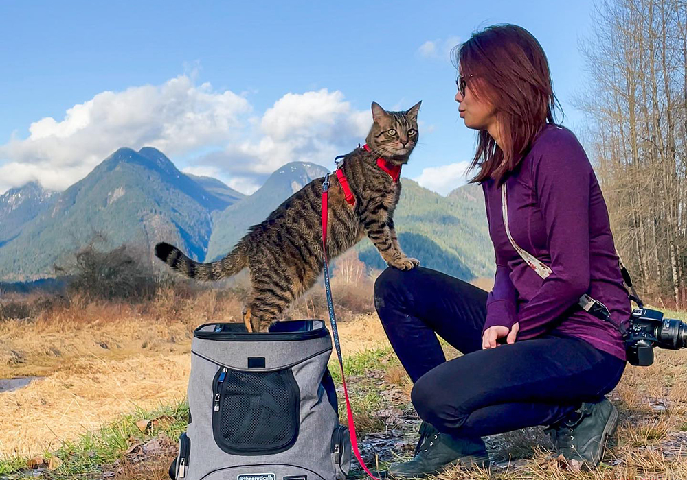 a cat atop a carrier 
