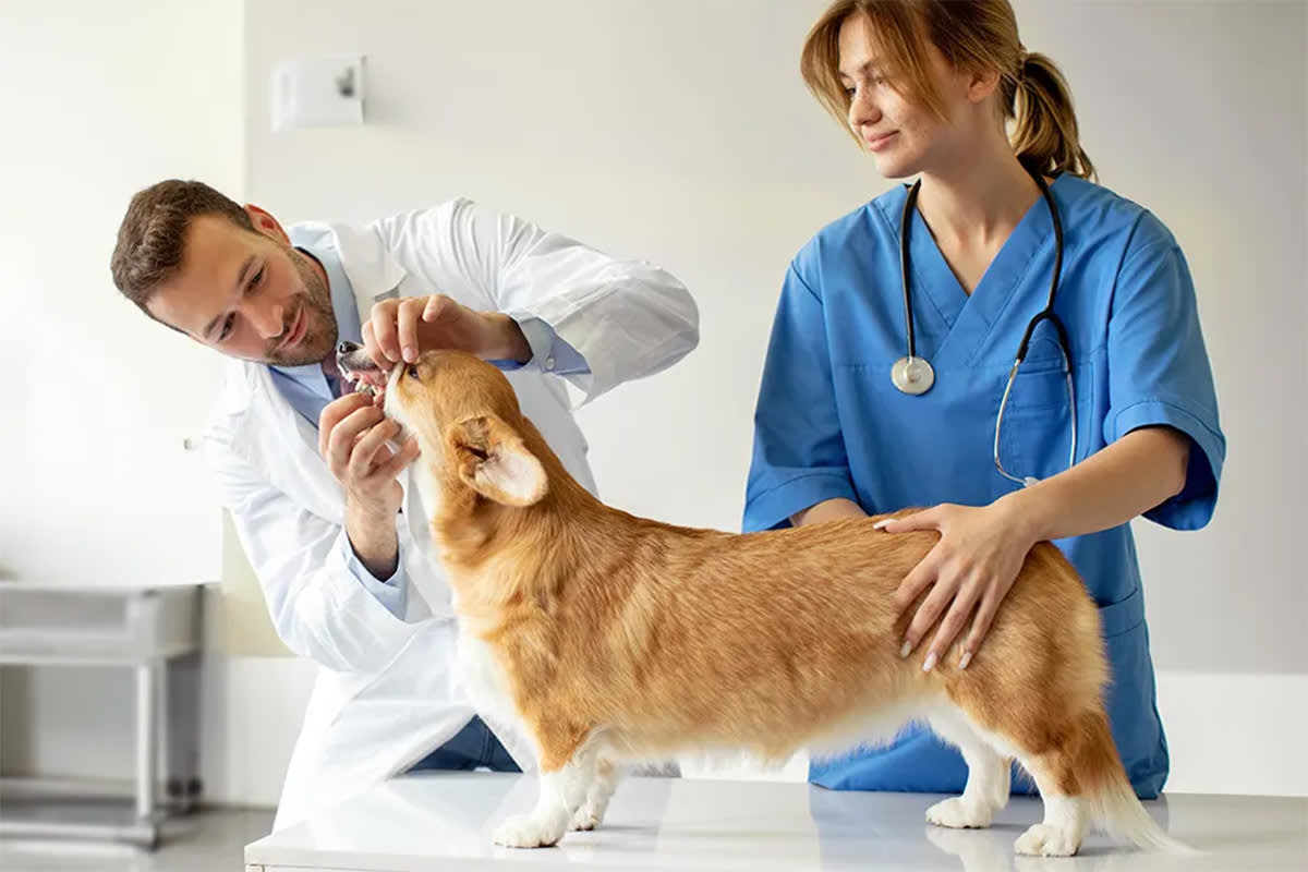 Vet looking at dog's teeth