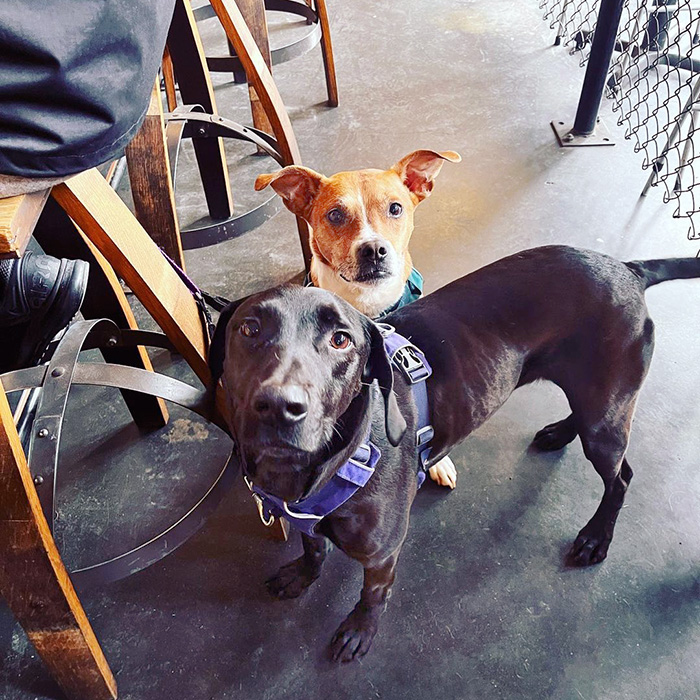 2 dogs outside Kiss Cafe