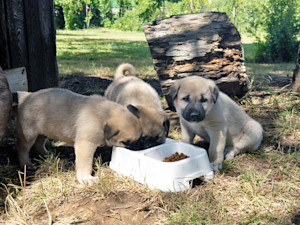 three puppies eat kibble under a tree