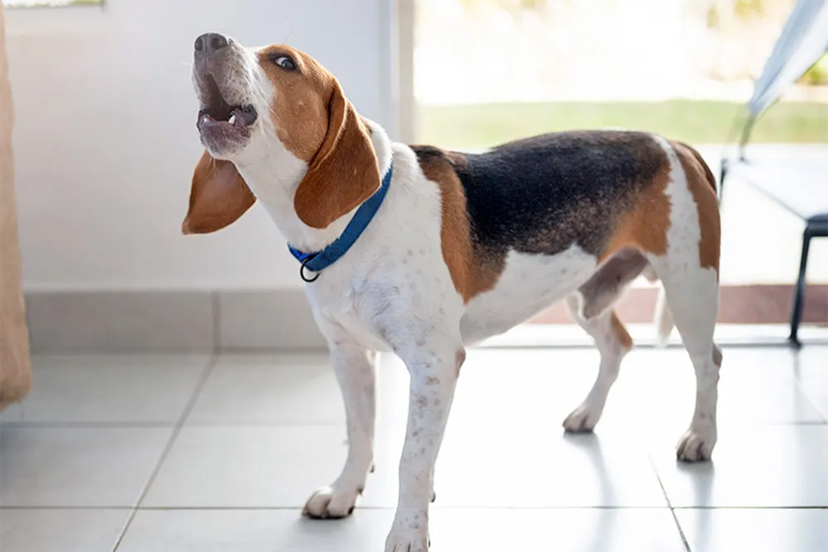 beagle standing on the floor, barking