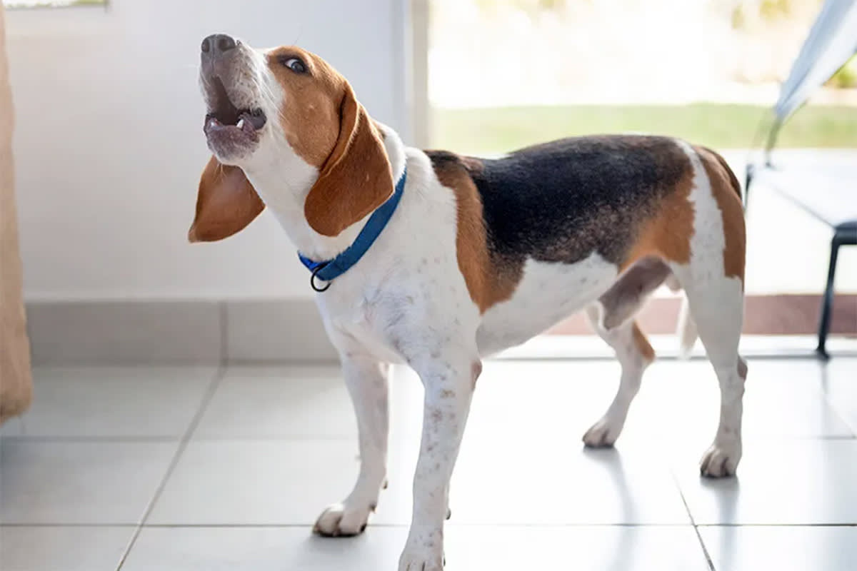 beagle standing on the floor, barking