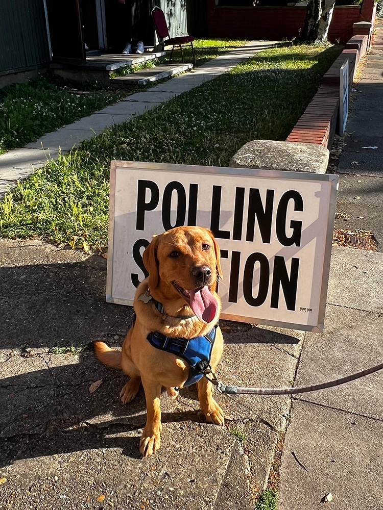 Labrador at polling station