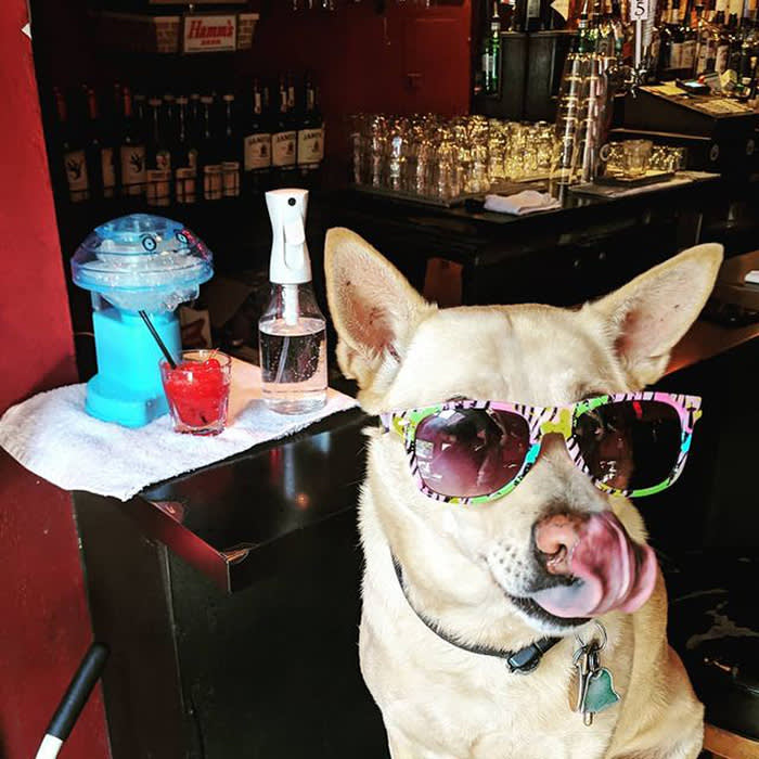 a white dog in sunglasses at the Molotov's bar