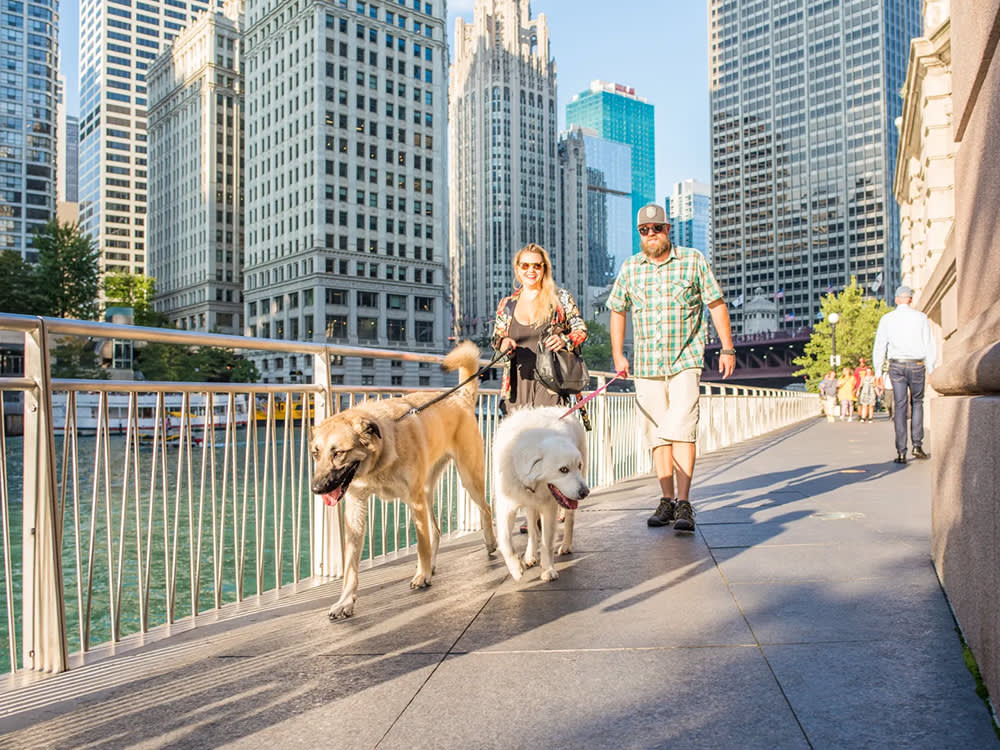 two people walk two dogs outdoors at Magnificent Mile