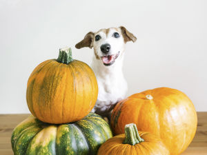 Dog with a stack of pumpkins 
