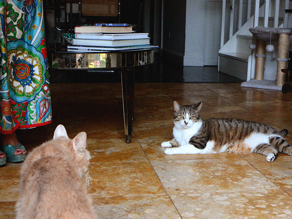 Laura Helms' two cats on the floor 