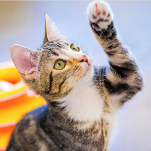 a striped kitten raises a paw 