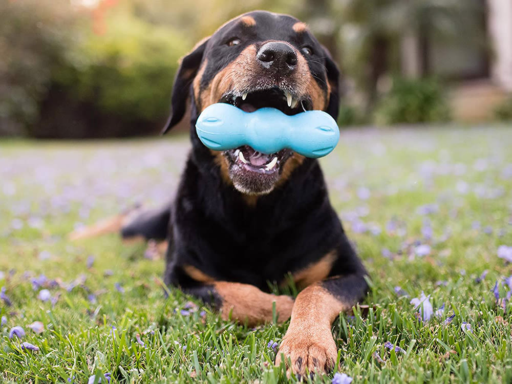 Doberman dog chewing West Paw blue chew toy happily