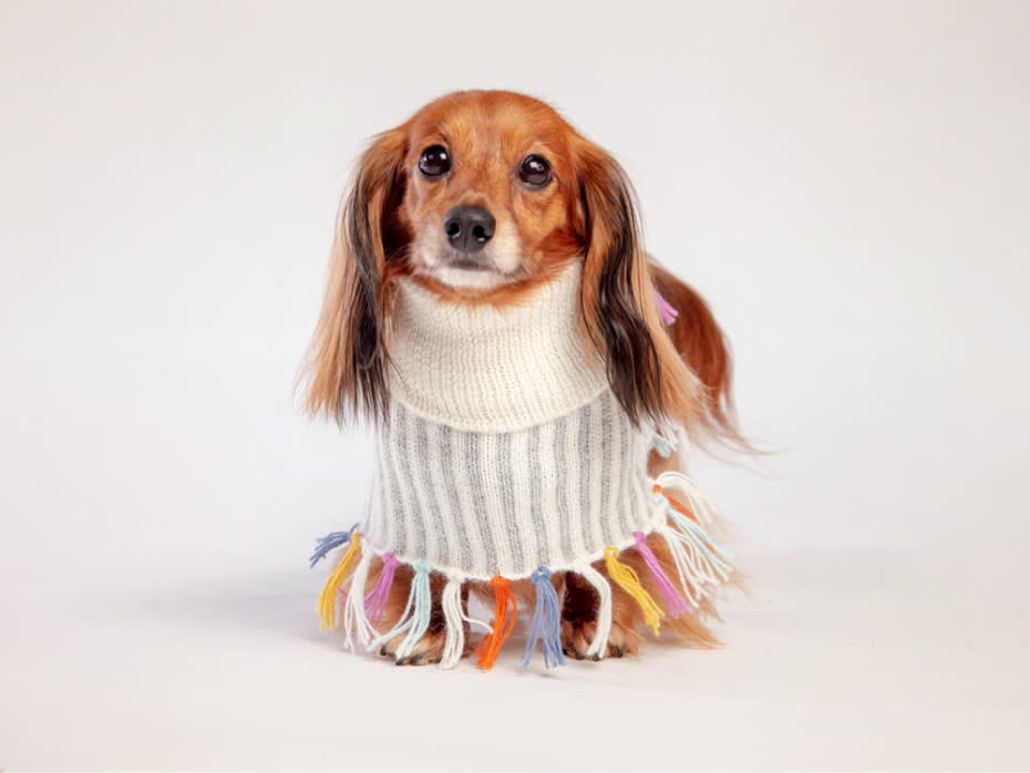 Daschund wearing a poncho