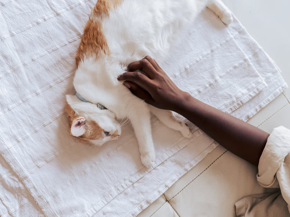 Unrecognizable woman petting an ill cat