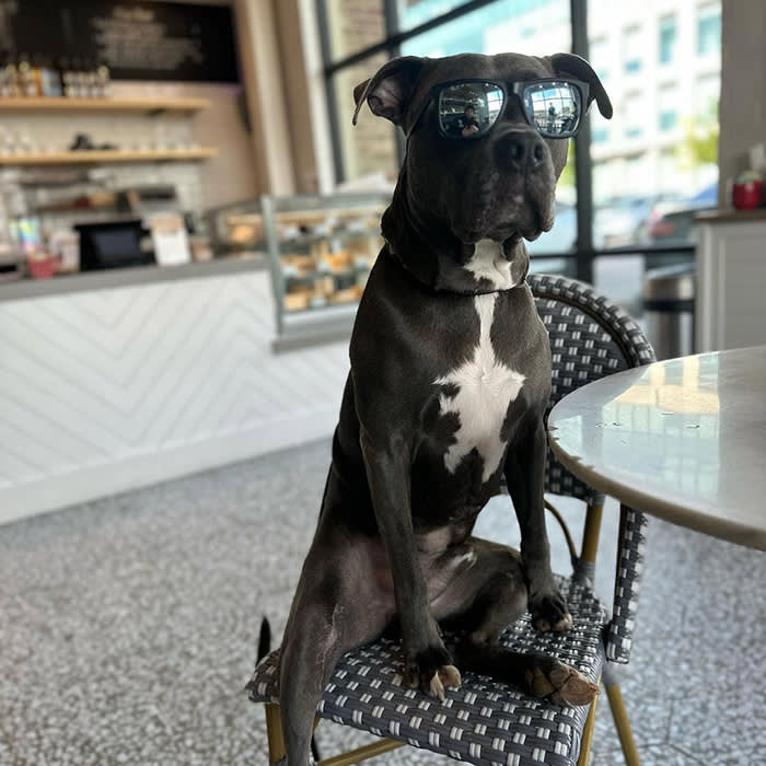 a dog at a table at Ascension