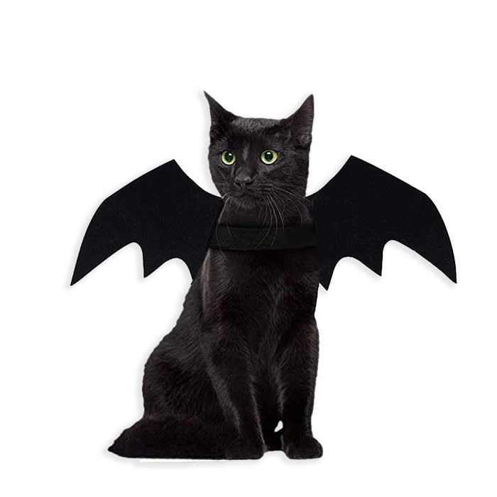cat in a bat costume