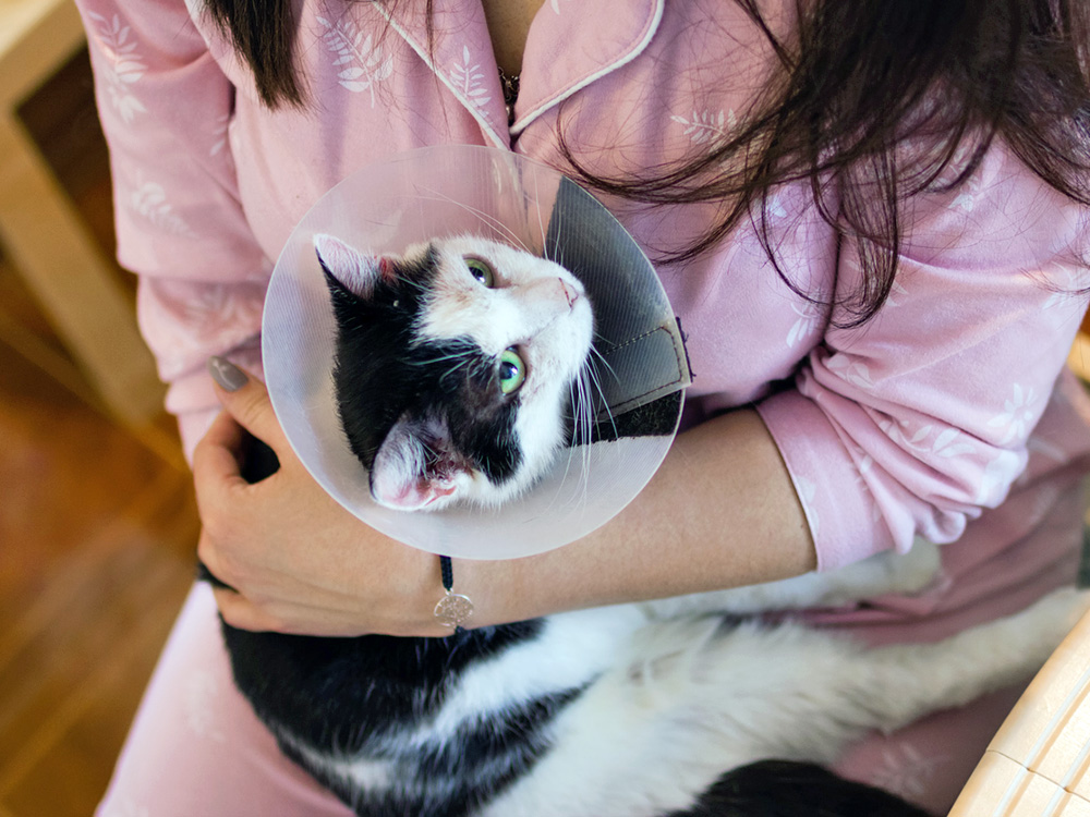 Woman holding a cat who has a medical cone on.