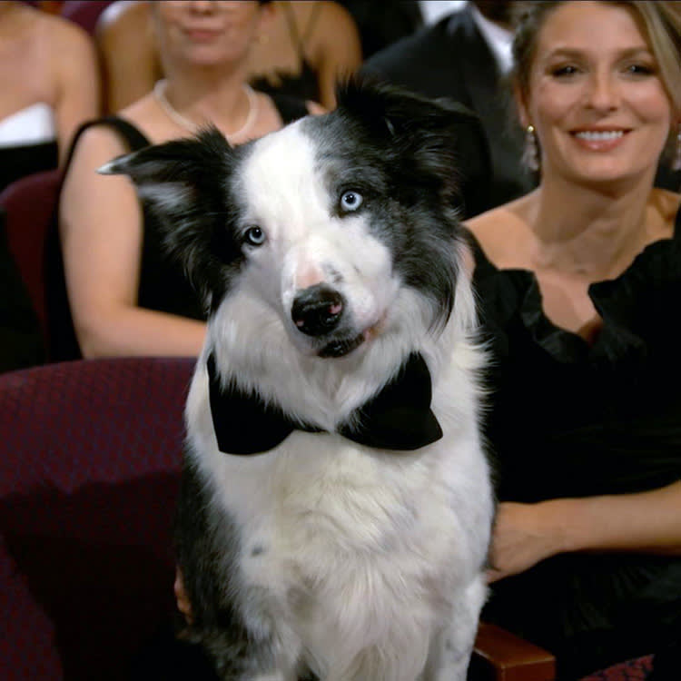 Messi dog at the Oscars