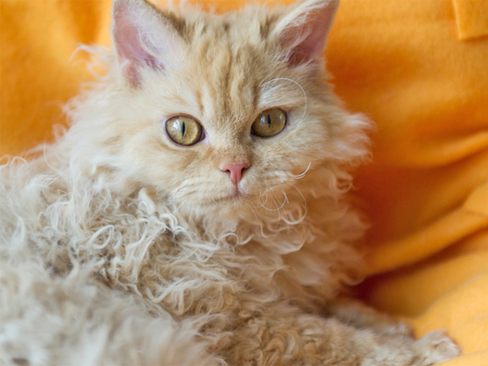 A curly-haired cat sits on top of an orange background.