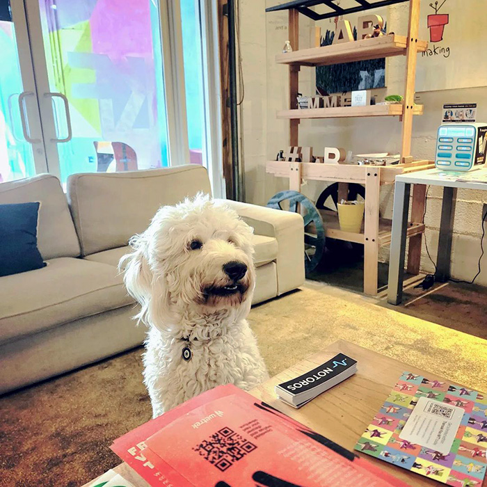 a dog poses at LAB Miami co-working