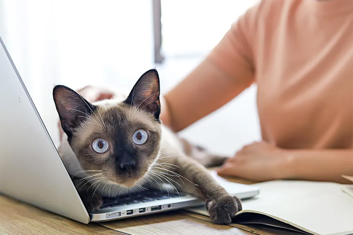 A Siamese cat across a laptop, blocking the keyboard.