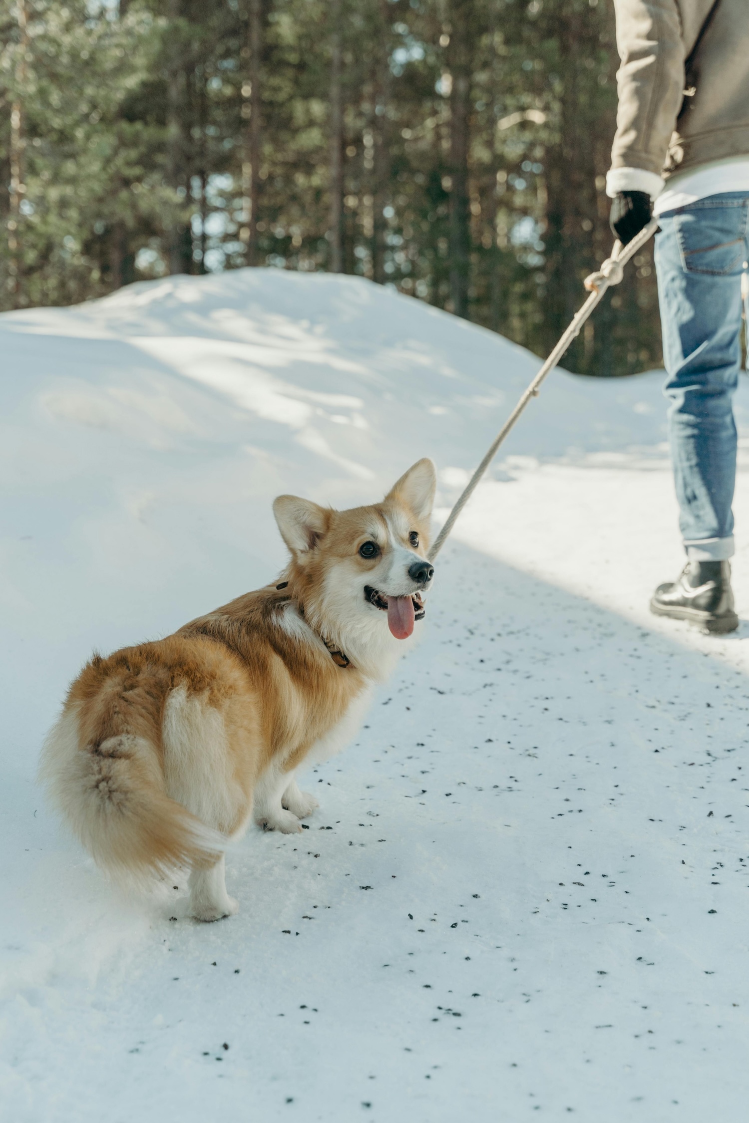 corgi on a dog walk on a lead in the snow
