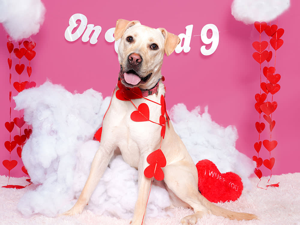 a white dog draped in fake hearts 