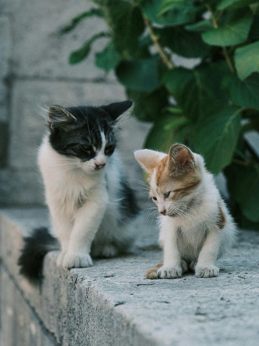 cat and kitten