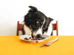 Border Collie digging into a plate of dog food while seated at a yellow table