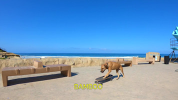 Bamboo Skates Seaside Two