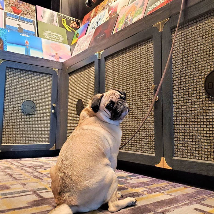 pug sitting on carpeted floor