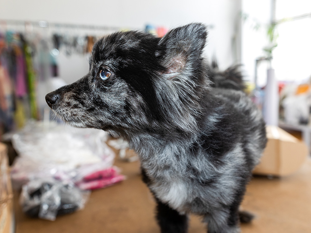 Hillary Taymour's small black dog