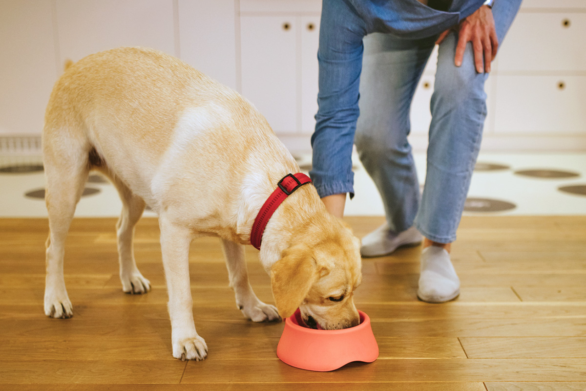 dog eating from a bowl