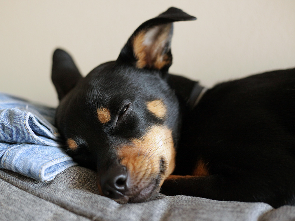 Puppy sleeping store with eyes open