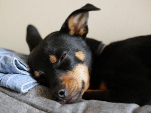 a puppy sleeping with their eyes open