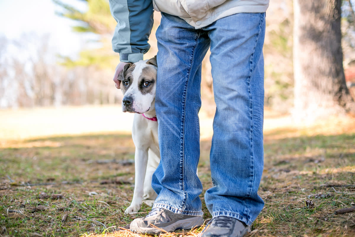 dog hiding behind pet parent’s legs