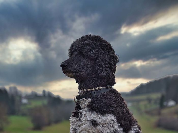 Dog Looking Away Against Sky