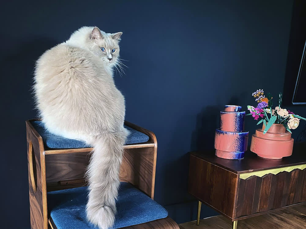 grey cat on blue bed