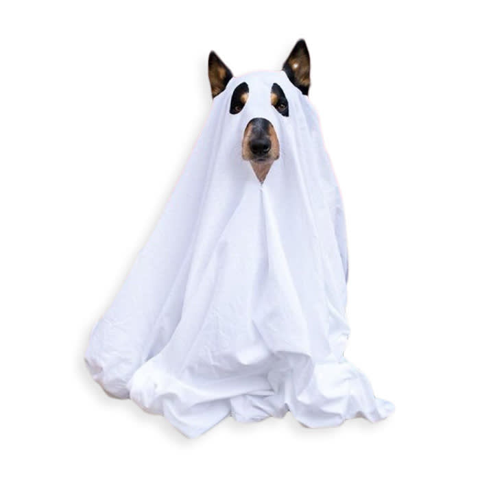 Dog in a ghost costume