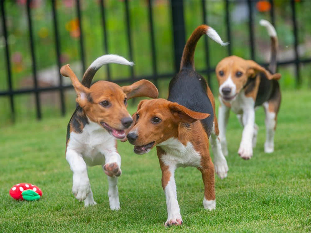 Beagles playfully running free after being rescued from an animal testing facility. 