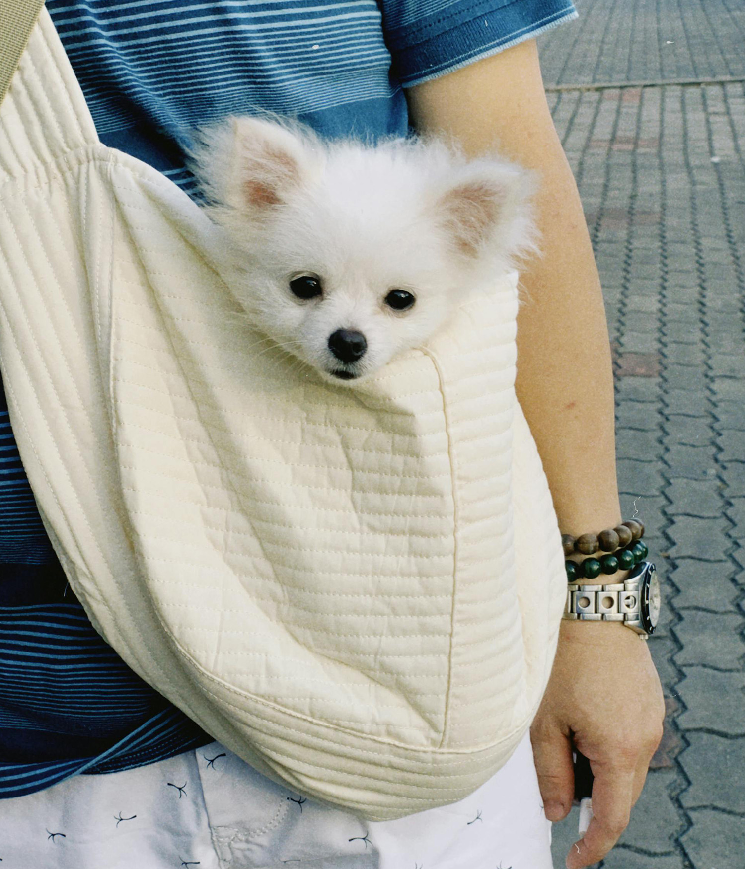 White Dog in White Bag
