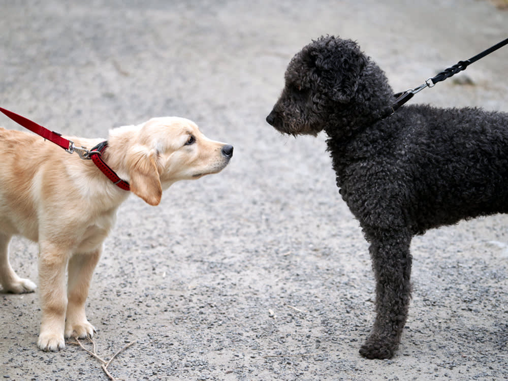 Two dogs are making contact, a puppy and an adult.